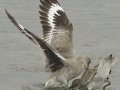 Willet
