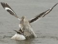 Willet
