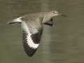 Willet