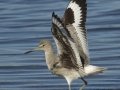 Willet