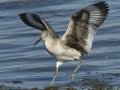 Willet