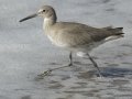 Willet