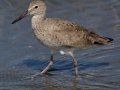 Willet
