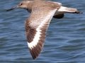 Willet
