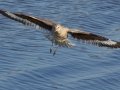 Willet