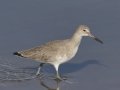 Willet