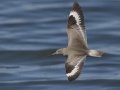 Willet