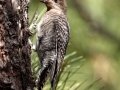 Williamson's Sapsucker