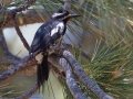 Williamson's Sapsucker