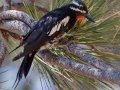 Williamson's Sapsucker