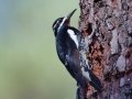 Williamson's Sapsucker