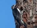 Williamson's Sapsucker