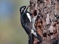 Williamson's Sapsucker
