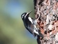 Williamson's Sapsucker