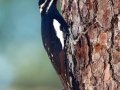 Williamson's Sapsucker