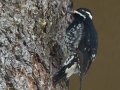 Williamson's Sapsucker