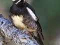 Williamson's Sapsucker