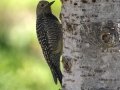 Williamson's Sapsucker