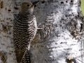 Williamson's Sapsucker