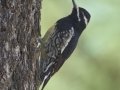 Williamson's Sapsucker