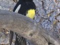 Williamson's Sapsucker