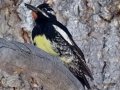 Williamson's Sapsucker