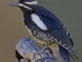 Williamson's Sapsucker