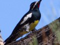 Williamson's Sapsucker