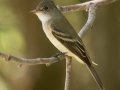 Willow Flycatcher