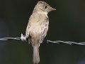 Willow Flycatcher