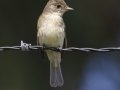 Willow Flycatcher