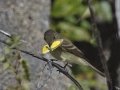 Willow Flycatcher