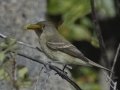 Willow Flycatcher