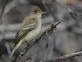 Willow Flycatcher