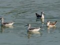 Wilson's Phalarope