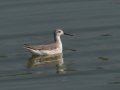 Wilson's Phalarope