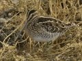 Wilson's Snipe