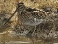 Wilson's Snipe