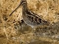 Wilson's Snipe