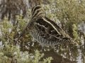 Wilson's Snipe