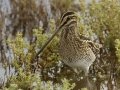 Wilson's Snipe