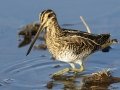 Wilson's Snipe