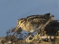 Wilson's Snipe