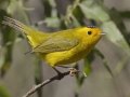 Wilson's Warbler