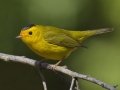 Wilson's Warbler