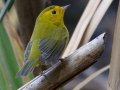 Wilson's Warbler