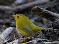 Wilson's Warbler
