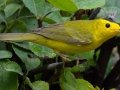Wilson's Warbler