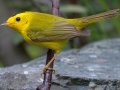 Wilson's Warbler