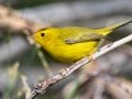 Wilson's Warbler